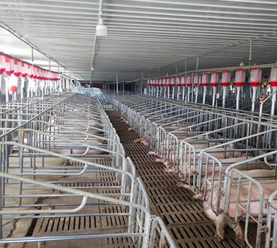 Steel Structure Farm Buildings for Pig