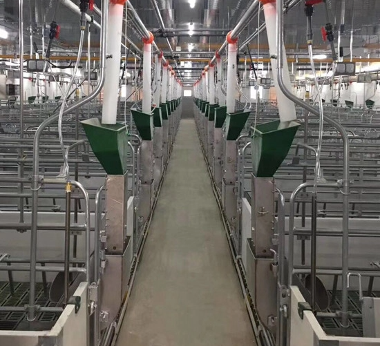 Steel Structure Modern Piggery Breeding