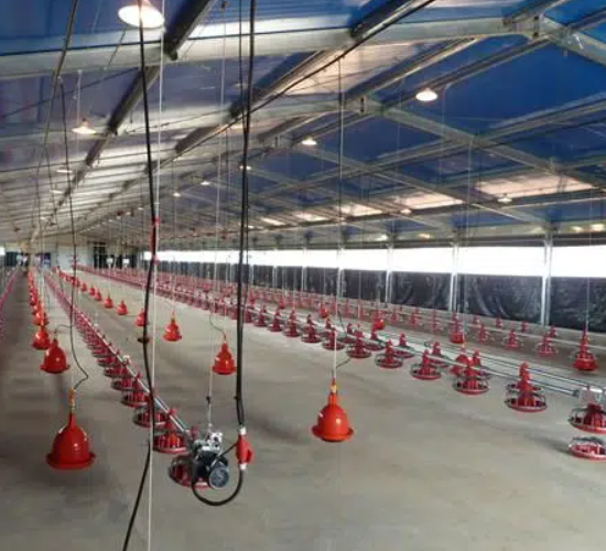 Prefabricated Breeding Factory For Egg Production