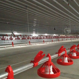 Steel Structure Chicken House