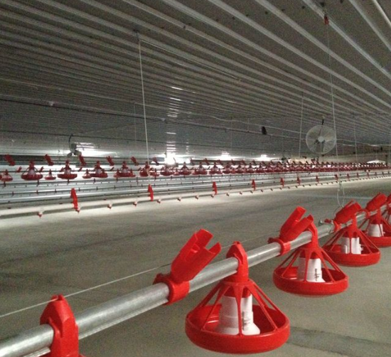 Steel Structure Chicken House